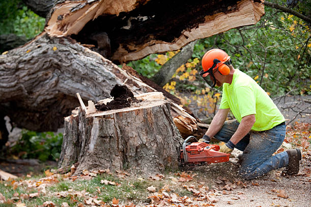 How Our Tree Care Process Works  in  West Brownsville, PA